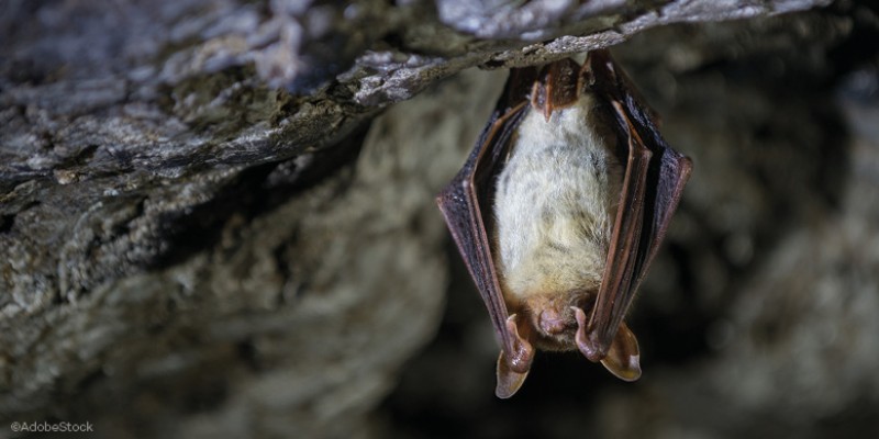 Nuit des chauves-souris