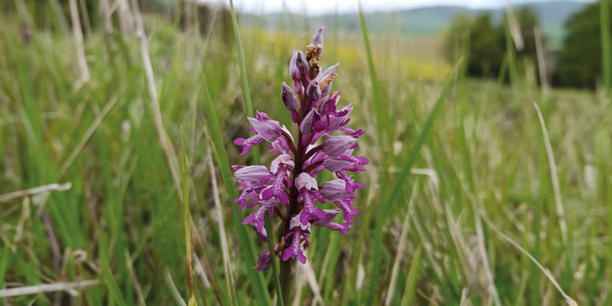 Animation biodiversité - à la découverte des orchidées