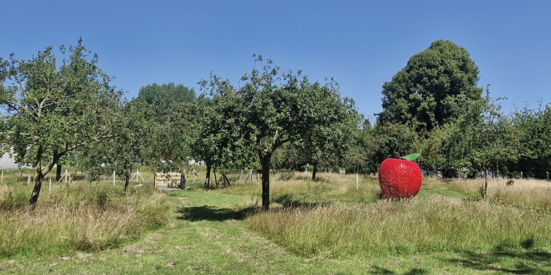 Cueillette des pommes du verger conservatoire